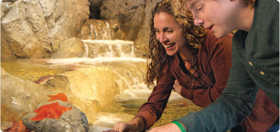 Where Should You Stay When Visiting Branson’s Aquarium at the Boardwalk?