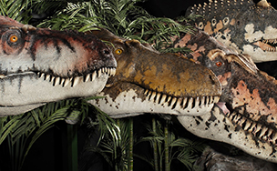 Three life sized model dinosaur heads with open jaws among green foliage