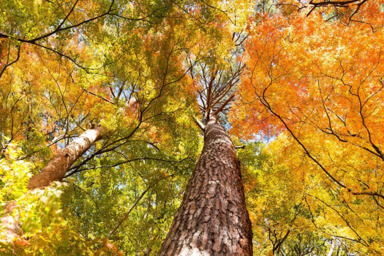 Where Are the Best Fall Foliage Driving Tours Near Branson?