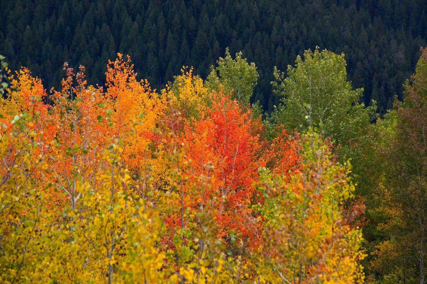 Orange and yellow aspens at peak fall color in the southern Ozarks near Branson
