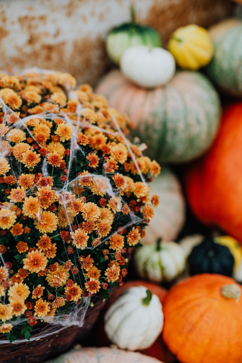 Orange mums covered in fake Halloween cobwebs beside a pile of pumpkins and gourds