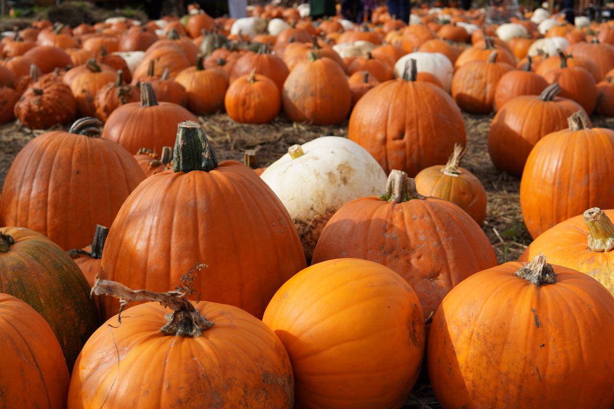 Rows of orange and white pumpkins on straw at a pumpkin patch